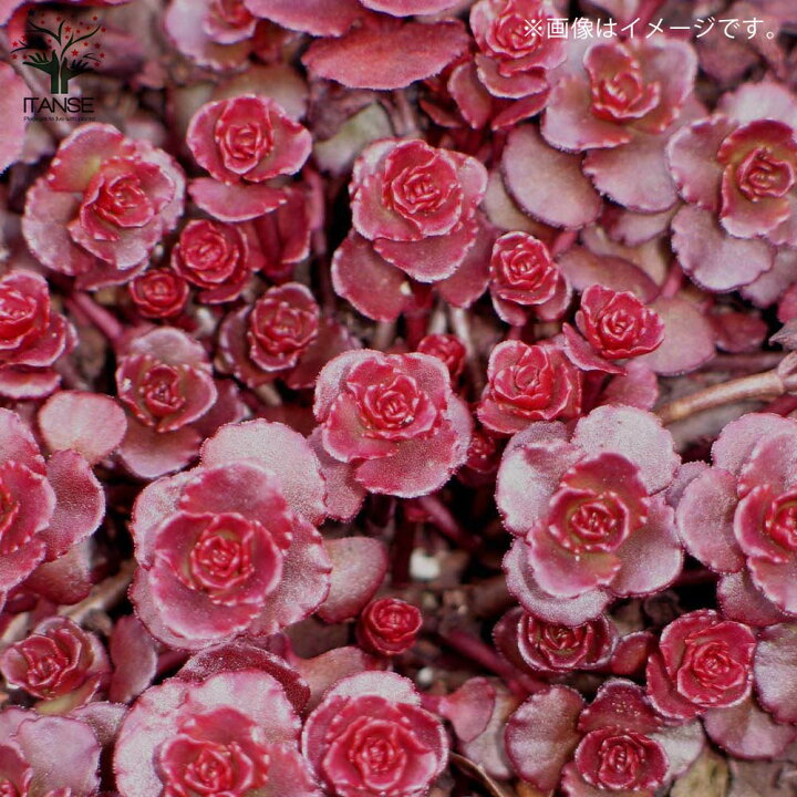 セダム アトランティス 多肉植物 3号ポット苗 1個売り インテリア オブジェ 新生活 プレゼント 贈答 送料無料 年末のプロモーション大特価 セダム アトランティス 多肉植物 3号ポット苗 1個売り インテリア オブジェ 新生活 プレゼント 贈答 送料無料 年末のプロモーション大特価