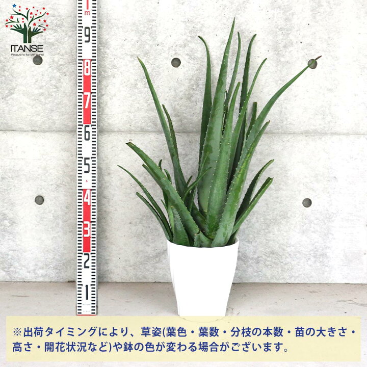 楽天市場 送料無料 アロエ ベラ アロエ 多肉植物 7号鉢大苗 ハーブ苗 1個売り アロエ キダチアロエ 木立アロエ 医者いらず 薬用 食用 Herb ハーブ ハーブ苗 多肉植物 植物販売のｉｔａｎｓｅ楽天市場店