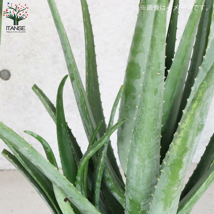 アロエベラ アロエ 大きいです