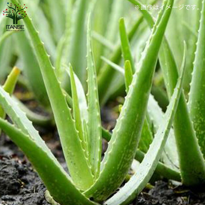 アロエベラ アロエ 大きいです