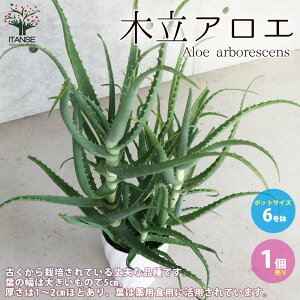 アロエ 苗の人気商品 通販 価格比較 価格 Com アロエ 苗の人気商品 通販 価格比較 価格 Com