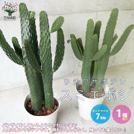 楽天市場 サボテン 観葉植物の通販
