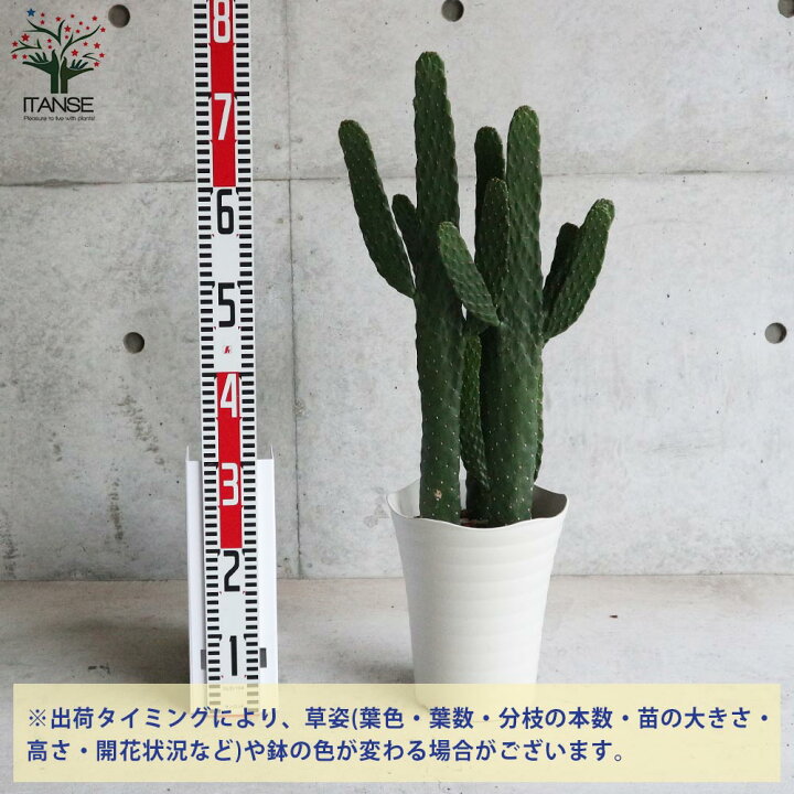 観葉植物 柱サボテン 2本植え 7号角鉢 スーパーセール 観葉植物 柱サボテン 2本植え 7号角鉢 スーパーセール