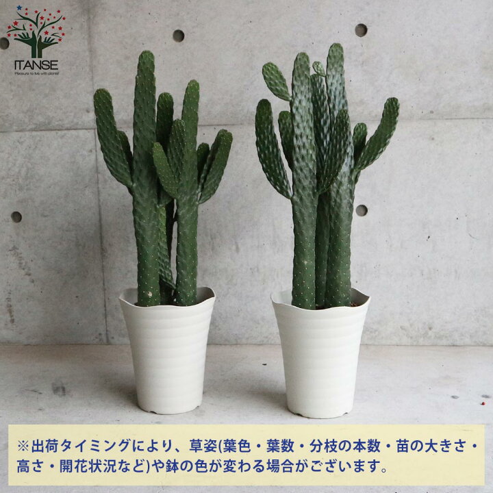 楽天市場 送料無料 スミエボシ ウチワサボテン 多肉植物 7号鉢 リビングやオフィス向きサイズ 1個売り サボテン さぼてん 仙人掌 多肉植物 観葉植物 リビング オフィス 事務所 植物販売のitanse楽天市場店 楽天市場 送料無料 スミエボシ ウチワサボテン 多肉植物 7号鉢 リビングやオフィス向きサイズ 1個売り サボテン さぼてん 仙人掌 多肉植物 観葉植物 リビング オフィス 事務所 植物販売のitanse楽天市場店