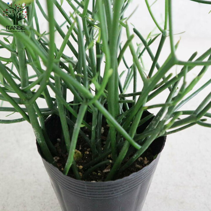 楽天市場 送料無料 ミルクブッシュ 多肉植物 3 5号ポット苗 1個売り ミルクブッシュ ミドリサンゴ 多肉植物 寄せ植え 寄植 卓上 ミニサイズ 植物販売のｉｔａｎｓｅ楽天市場店