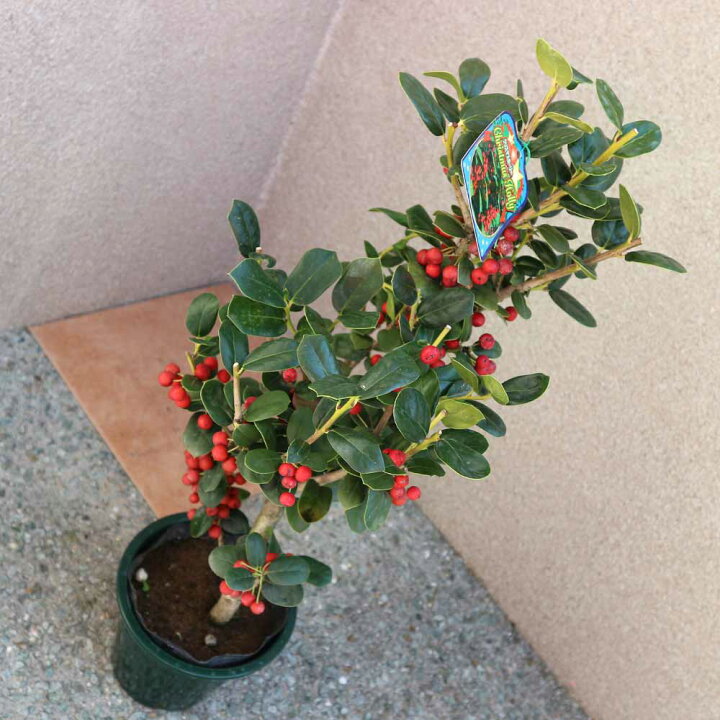 楽天市場 送料無料 観葉植物クリスマスホーリー とげ無しタイプ 庭木 5号鉢 1個売り 観葉植物 リビング オフィス 事務所 インテリア 大型 おしゃれ オシャレ 育てやすい 御祝 お祝い 新築祝い プレゼント 庭木 植物販売のitanse楽天市場店 楽天市場 送料無料 観葉植物クリスマスホーリー とげ無しタイプ 庭木 5号鉢 1個売り 観葉植物 リビング オフィス 事務所 インテリア 大型 おしゃれ オシャレ 育てやすい 御祝 お祝い 新築祝い プレゼント 庭木 植物販売のitanse楽天市場店