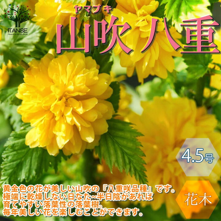 楽天市場 送料無料 八重咲き ヤマブキ 山吹 庭木 4 5号ポット苗 1個売り 山吹苗 山吹の苗 山吹の苗木 ヤマブキ苗 ヤマブキの苗 ヤマブキの苗木 苗木 一重 八重 一重咲き 八重咲き ガーデニング 花のある暮らし 花のある生活 Flower 植物販売のｉｔａｎｓｅ楽天
