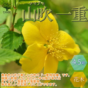 yzd炫 }uL ( R )  4.5|bgc 1 Rc R̕c R̕c }uLc }uL̕c }uL̕c c d d d炫 d炫 Ԃ̂炵