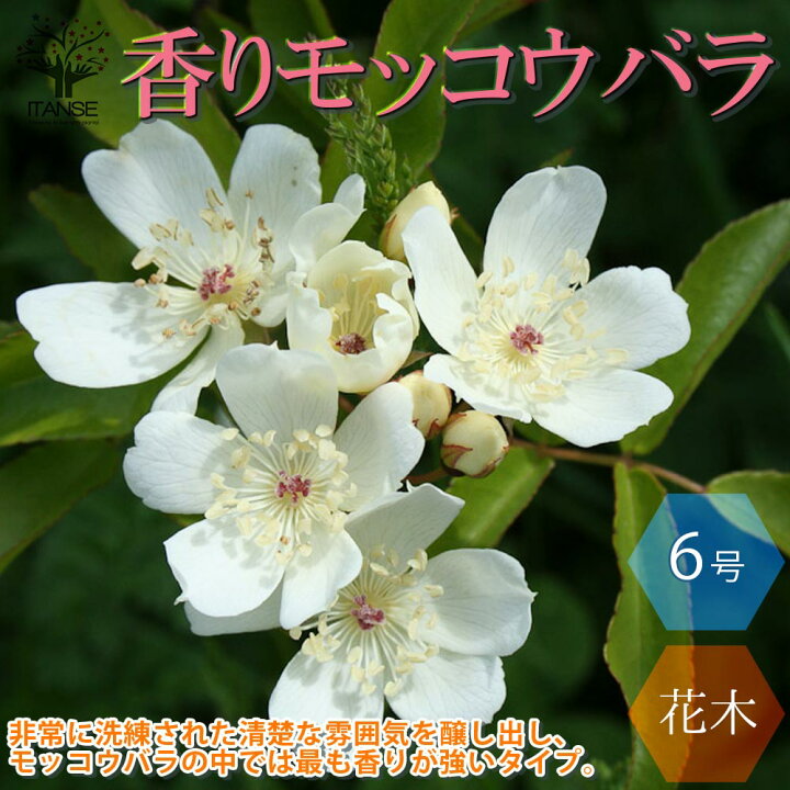 楽天市場 送料無料 香りモッコウ バラ一重咲き白花 バラ 庭木 6号大苗 1個売り バラ ノバラ 野薔薇 野ばら 一輪挿し リースガーデニング ガーデニング ナニワイバラ モッコウバラ ロサ バンクシアエ 新生活 シンボルツリー 白い花 フラワーガーデン 植物販売の