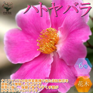 yzngo d炫 o  6c 1 o mo KN ΂ ֑} [XK[fjO ijCo bREo T oNVAG V V{c[
