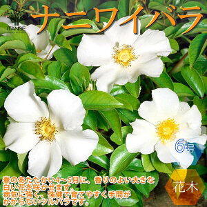 yziCCo d炫 o  6c 1 o mo KN ΂ ֑} [XK[fjO ijCo bREo T oNVAG V V{c