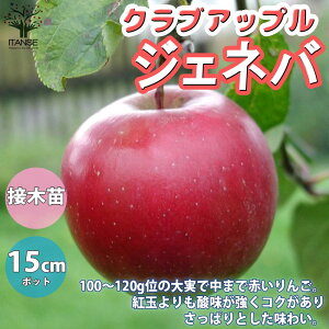 リンゴ 鉢植えの人気商品 通販 価格比較 価格 Com リンゴ 鉢植えの人気商品 通販 価格比較 価格 Com