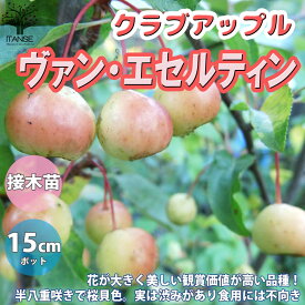 楽天市場 クラブアップル 品種 花 ガーデン Diy の通販