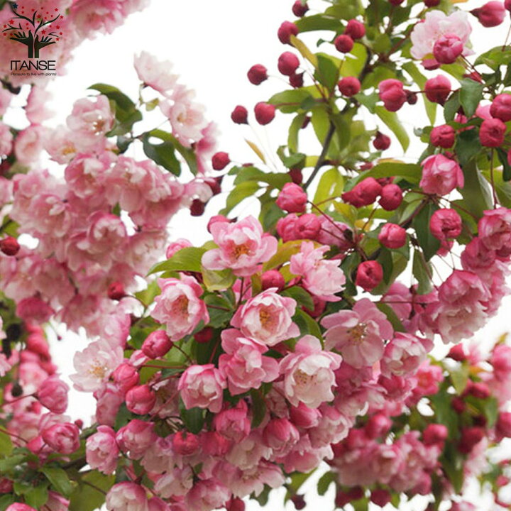 楽天市場 送料無料 ヴァンエセルティン クラブアップル 庭木 5号接木苗 接木苗 1個売り 姫リンゴ ガーデニング 庭のある暮らし 花束 ひめりんご リンゴ リース フラワーアレンジメント Crabapple ベランダ菜園 プランター菜園 収穫 有機栽培 植物販売の