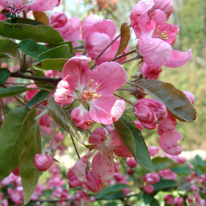 楽天市場 送料無料 レモイネイ クラブアップル 庭木 5号接木苗 接木苗 1個売り 姫リンゴ ガーデニング 庭のある暮らし 花束 ひめりんご リンゴ リース フラワーアレンジメント Crabapple 週末農業 ベランダ菜園 プランター菜園 収穫 有機栽培 植物販売の