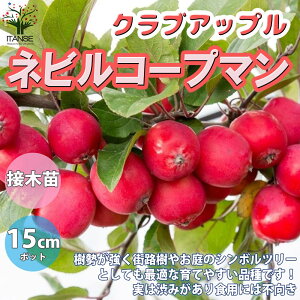 yzlrR[v} NuAbv  5ږؕc ږؕc 1 PS ̂炵 ԑ Ђ߂ S [X t[AWg crabapple x_؉ v