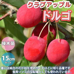 yzhS NuAbv  5ږؕc ږؕc 1 PS ̂炵 ԑ Ђ߂ S [X t[AWg crabapple T_ x_؉ v