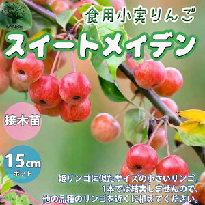 リンゴ 盆栽の人気商品 通販 価格比較 価格 Com