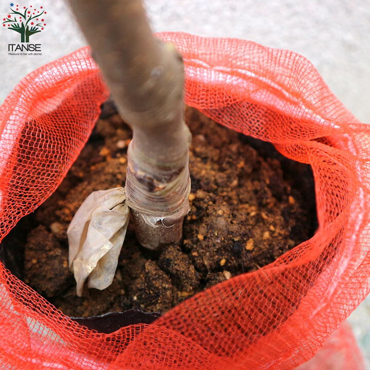 食用小実リンゴ スイートアリス5号接木苗品種で選べる果樹苗 1個売り学名 Malus Pumila バラ科リンゴ属 落葉中高木 スィートア 超歓迎された