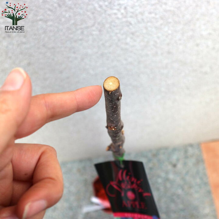 食用小実リンゴ スイートアリス5号接木苗品種で選べる果樹苗 1個売り学名 Malus Pumila バラ科リンゴ属 落葉中高木 スィートア 超歓迎された