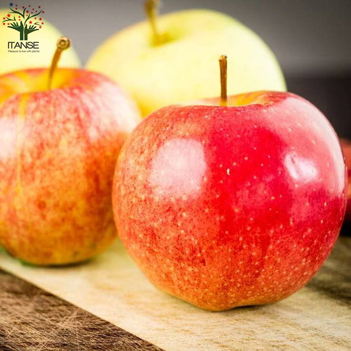 楽天市場 送料無料 スイートメイデン 食用小実リンゴ 庭木 5号接木苗 接木苗 1個売り 姫リンゴ ガーデニング 庭のある暮らし 花束 ひめりんご リンゴ ジュレ シードル メイポール アップルパイ 森のりんご ジャム ベランダ菜園 プランター菜園 有機栽培 植物販売