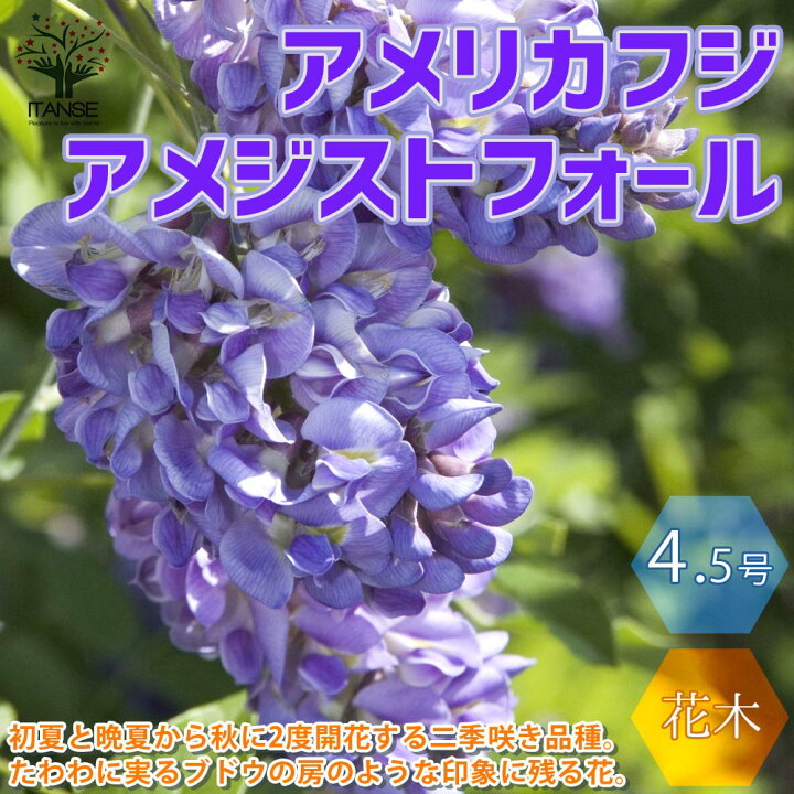 楽天市場 送料無料 アメジストフォール 二季咲き アメリカフジ 庭木 4 5号ポット苗 1個売り フジ苗 フジの苗 藤苗 藤の苗 アメリカフジ アメリカ藤 二季咲き アメジストフォール ニベア フラワー 花苗 植木 庭木 草花苗 ガーデニング 蔓性 つる性 植物販売の