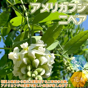 yzjxA G炫 AJtW  4.5|bgc 1 tWc tW̕c c ̕c AJtW AJ G炫 AWXgtH[ jxA t[ ԕc Ԗ A