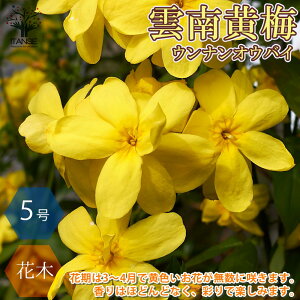 yzEiIEoC ( _쉩~ )  15cm|bgc 2N 1 _쉩~c _쉩~̕c EiIEoCc EiIEoC̕c NZC \PC IEoChL t