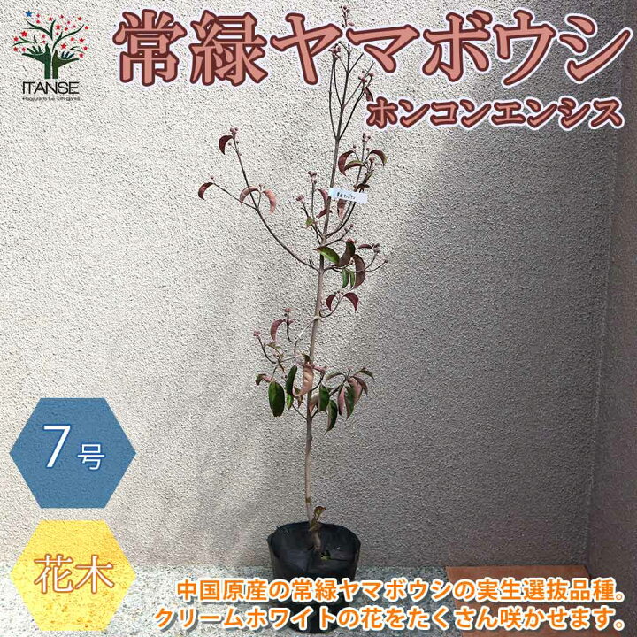 楽天市場 送料無料 常緑ヤマボウシ ホンコンエンシス ナーセリーバック苗 庭木 21cmポット 1個売り ヤマボウシ苗 ヤマボウシの苗 ヤマボウシ の苗木 ホンコンエンシス苗 ホンコンエンシスの苗 常緑樹 緑化木 花苗 庭木 草花苗 ガーデニング 庭園菜園 植物販売の