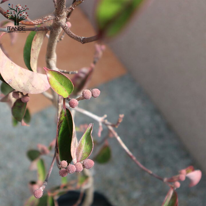 楽天市場 送料無料 常緑ヤマボウシ ホンコンエンシス ナーセリーバック苗 庭木 21cmポット 1個売り ヤマボウシ苗 ヤマボウシの苗 ヤマボウシ の苗木 ホンコンエンシス苗 ホンコンエンシスの苗 常緑樹 緑化木 花苗 庭木 草花苗 ガーデニング 庭園菜園 植物販売の