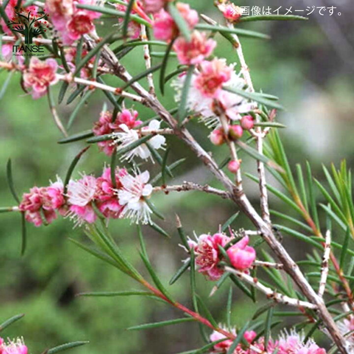 楽天市場 送料無料 ヒポカリマピンク 常緑低木 庭木 6号鉢 1個売り ヒポカリマ苗 ヒポカリマの苗 ヒポカリマの苗木 フトモモ科 ヒポカリマ属 フラワー 花苗 花木 植木 庭木 草花苗 ガーデニング 鑑賞 庭園菜園 ギフト プレゼント ボタニカルライフ 植物販売の