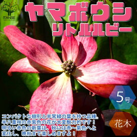 楽天市場 ヤマボウシ 苗木の通販
