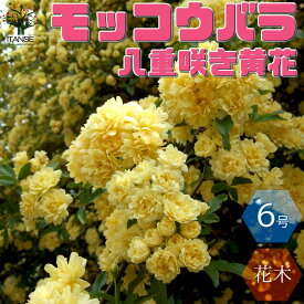 楽天市場 モッコウバラ 鉢植えの通販