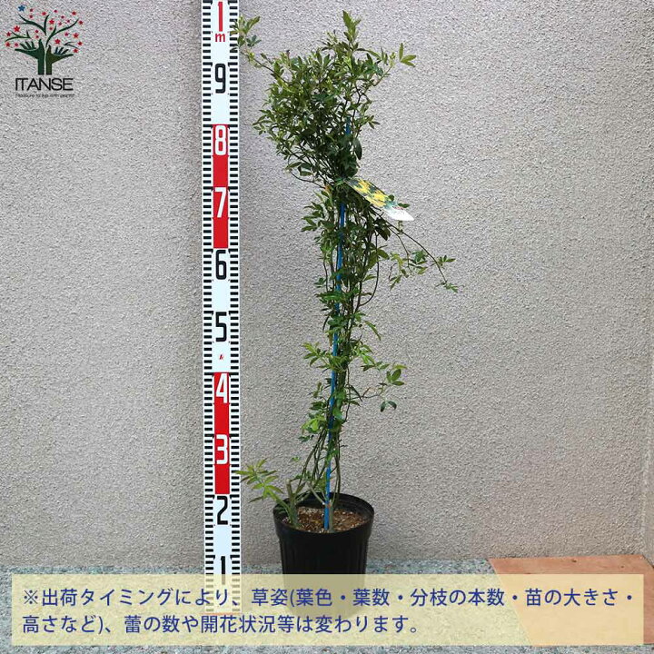 楽天市場 送料無料 八重咲き黄花 モッコウバラ 庭木 6号大苗 1個売り モッコウバラ苗 モッコウバラの苗 八重咲き 薔薇苗 バラ苗 原種バラ苗 八重 植物販売のｉｔａｎｓｅ楽天市場店