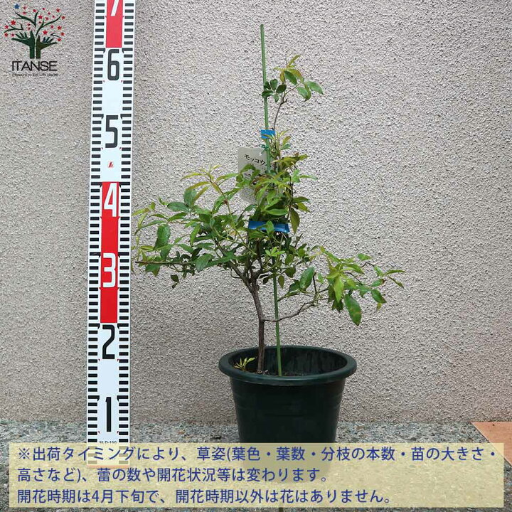 楽天市場 送料無料 八重咲き黄花 モッコウバラ 庭木 6号大苗 1個売り モッコウバラ苗 モッコウバラの苗 八重咲き 薔薇苗 バラ苗 原種バラ苗 八重 植物販売のitanse楽天市場店 楽天市場 送料無料 八重咲き黄花 モッコウバラ 庭木 6号大苗 1個売り モッコウバラ苗 モッコウバラの苗 八重咲き 薔薇苗 バラ苗 原種バラ苗 八重 植物販売のitanse楽天市場店