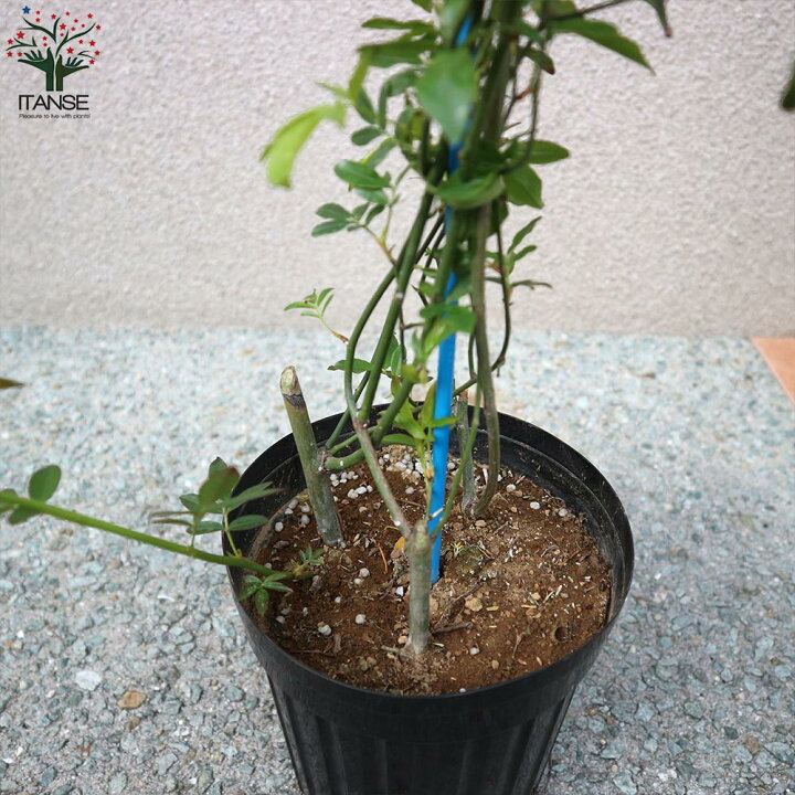 楽天市場 送料無料 八重咲き黄花 モッコウバラ 庭木 6号大苗 1個売り モッコウバラ苗 モッコウバラの苗 八重咲き 薔薇苗 バラ苗 原種バラ苗 八重 植物販売のitanse楽天市場店 楽天市場 送料無料 八重咲き黄花 モッコウバラ 庭木 6号大苗 1個売り モッコウバラ苗 モッコウバラの苗 八重咲き 薔薇苗 バラ苗 原種バラ苗 八重 植物販売のitanse楽天市場店