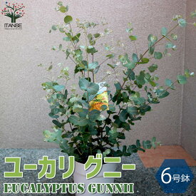 楽天市場 ユーカリ 苗 細葉 花 ガーデン Diy の通販