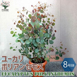 ユーカリ 苗 盆栽 植木の人気商品 通販 価格比較 価格 Com