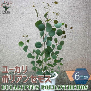 ユーカリ 苗 盆栽 植木の人気商品 通販 価格比較 価格 Com