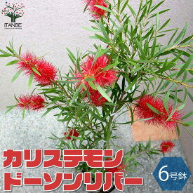 楽天市場 ブラシノキの通販