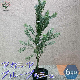 楽天市場 ミモザ 苗の通販