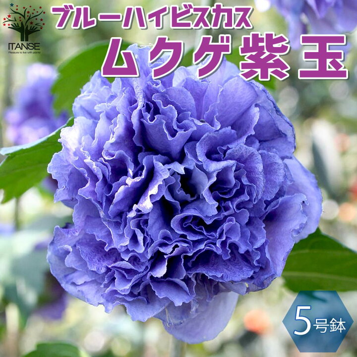 楽天市場 送料無料 ブルーハイビスカス ムクゲ紫玉 庭木 5号鉢 1個売り ブルーハイビスカス ムクゲ 紫玉 ハチス キハチス 木槿 モクゲ 八重咲き Hibiscus フラワー 花苗 植物販売のｉｔａｎｓｅ楽天市場店