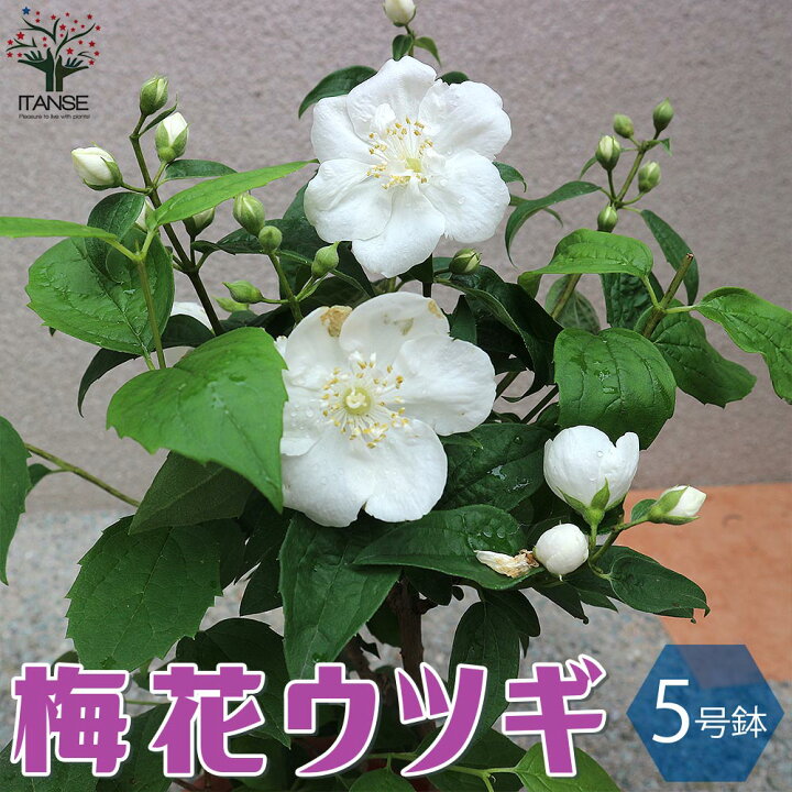 楽天市場 送料無料 梅花ウツギの苗 バイカウツギ 庭木 5号鉢 1個売り 梅花空木 梅花ウツギ苗 バイカウツギ苗 バイカウツギの苗 サツマウツギ フスマウツギ 山梅花 植物販売のｉｔａｎｓｅ楽天市場店