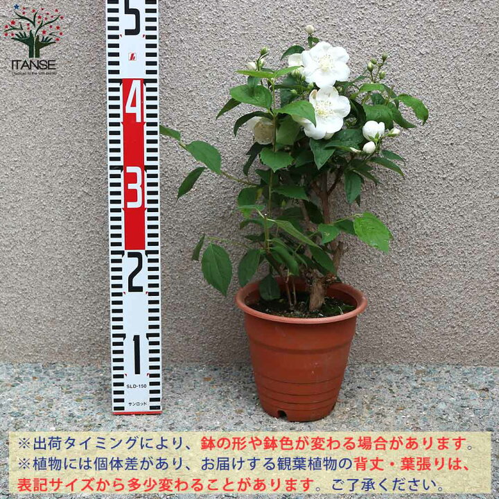 楽天市場 送料無料 梅花ウツギの苗 バイカウツギ 庭木 5号鉢 1個売り 梅花空木 梅花ウツギ苗 バイカウツギ苗 バイカウツギの苗 サツマウツギ フスマウツギ 山梅花 植物販売のｉｔａｎｓｅ楽天市場店