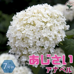 yzAix AWTC  7 1 c ̕c AWTCc AWTC̕c zԕc zԂ̕c K[fjO  [