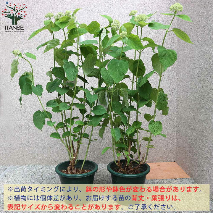 楽天市場 送料無料 アナベル アジサイ 庭木 7号鉢 1個売り あじさい苗 あじさいの苗 アジサイ苗 アジサイの苗 紫陽花苗 紫陽花の苗 ガーデニング 植物販売のitanse楽天市場店 楽天市場 送料無料 アナベル アジサイ 庭木 7号鉢 1個売り あじさい苗 あじさいの苗 アジサイ苗 アジサイの苗 紫陽花苗 紫陽花の苗 ガーデニング 植物販売のitanse楽天市場店