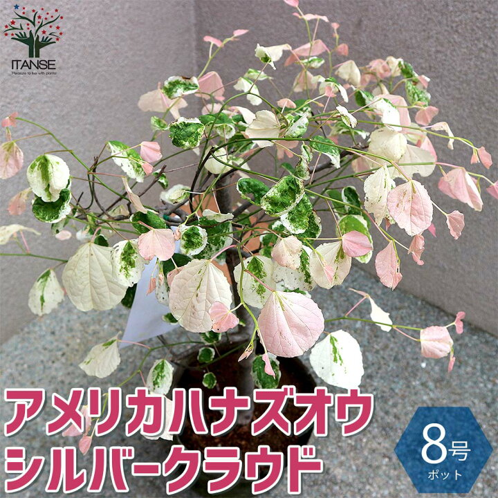 楽天市場 送料無料 シルバークラウド アメリカハナズオウ 庭木 8号ナーセリーポット 1個売り アメリカハナズオウ シルバークラウド ハナズオウ苗 ハナズオウの苗木 フラワー 花木 植物販売のｉｔａｎｓｅ楽天市場店