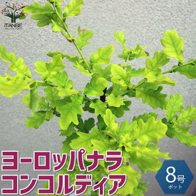 楽天市場 シンボルツリー イギリス 植木 ガーデニング 農業 花 ガーデン Diyの通販 楽天市場 シンボルツリー イギリス 植木 ガーデニング 農業 花 ガーデン Diyの通販
