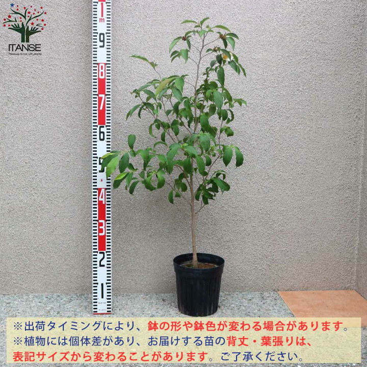 楽天市場 送料無料 ピンクナツツバキの苗木 シャラノキ 夏椿 庭木 6号鉢 1個売り ナツツバキ苗 夏椿苗 夏椿の苗木 シャラ 沙羅の木 サラノキ サラ ツバキ 椿 植物販売のｉｔａｎｓｅ楽天市場店