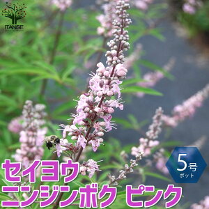 西洋ニンジンボクの通販 価格比較 価格 Com